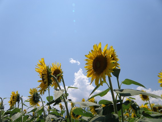 去りゆく２０１２年の夏