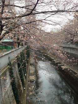 ３月２０日の神田川の桜