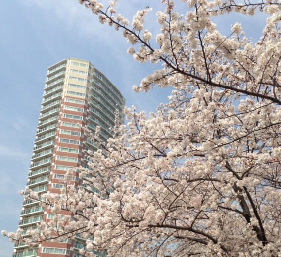 東中野ユニゾンモールを見上げる桜