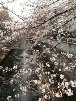 東中野神田川沿い５分咲きの桜