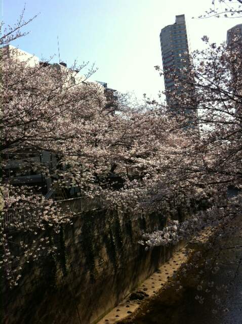 東中野神田川沿いの桜