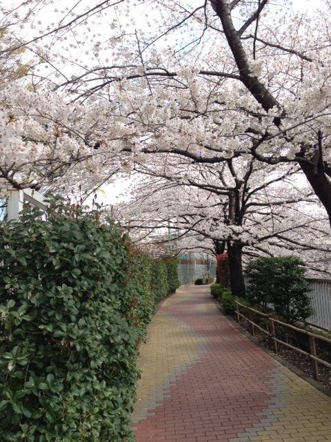 2013年・東中野神田川の桜