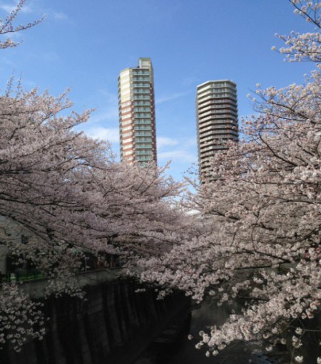 2013年の桜