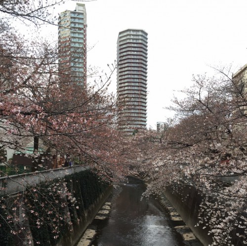 2017年4月3日の東中野神田川の桜3