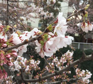 2017年4月3日の東中野神田川の桜6