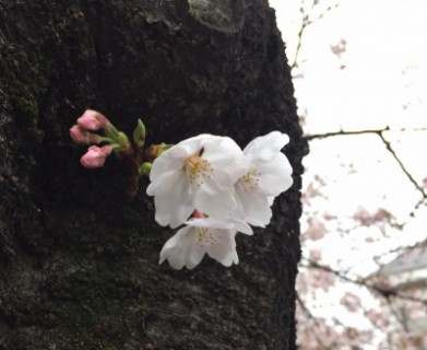 赤く色づいた莟が花開く時が楽しみですね