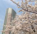 東中野ユニゾンモールを見上げる桜