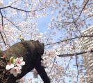2014年4月2日の桜