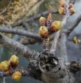 ２０１５年、開花を待つ東中野の神田川の桜の蕾