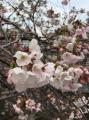 2017年4月3日の東中野神田川の桜１